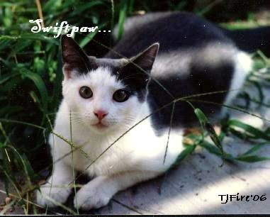 Swiftpaw