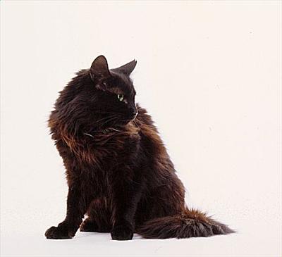 Fernpaw