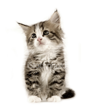 Brightpaw