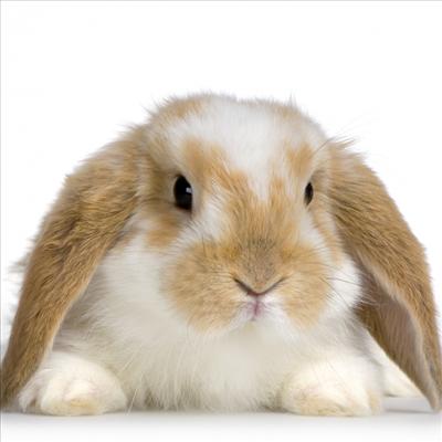 pink rabbit