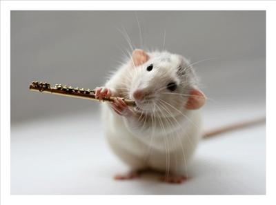 mouse