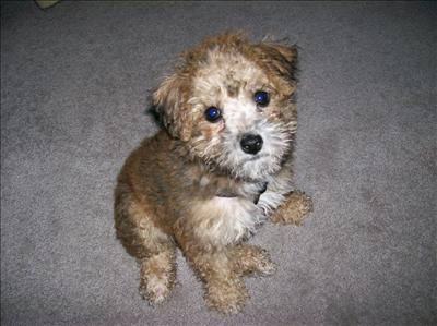 puppy