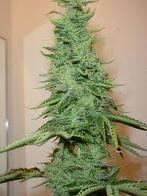 weed