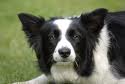 Welsh Collie