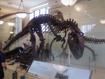 ALLOSAURUS