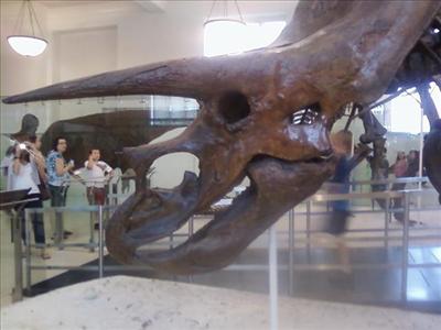 Triceratops