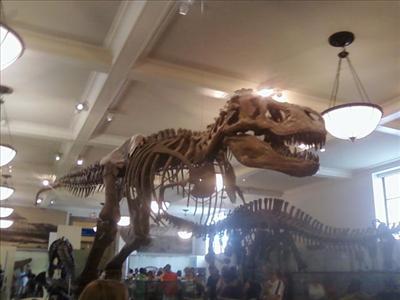 T-rex