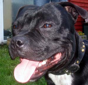 cute staffy