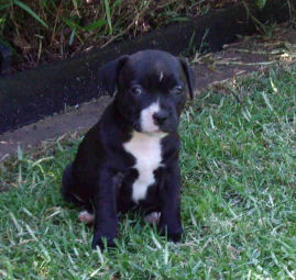Staffy pup