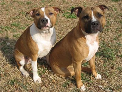tan staffy *2