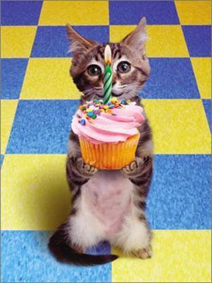 A birthday Cat!