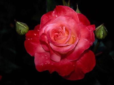 Una Rosa para tì