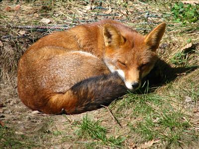 mozzila firefox
