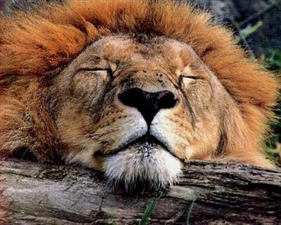 lion