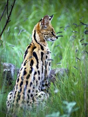 African Serval