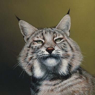 Lynx