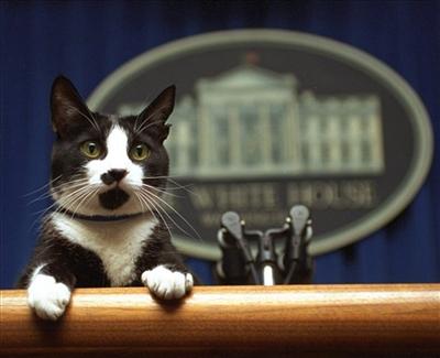common house cat