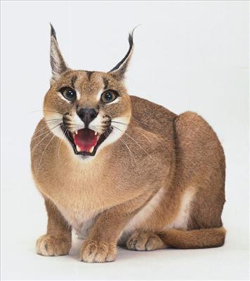 Caracal