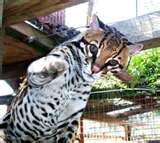ocelot