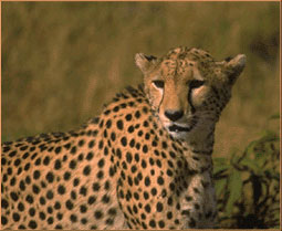 Cheetah