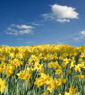 \"Host of golden daffodils for a wandering.lonely cloud\"
