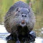 Beaver