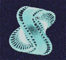 Diatom