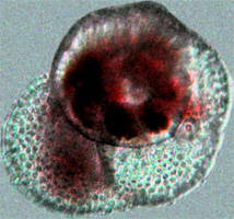 Neogloboquadrina
