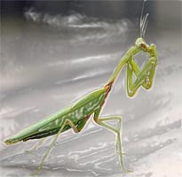 Orthodera