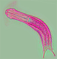 Gastrotrich