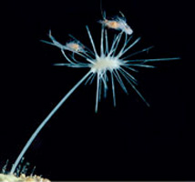 Asbestopluma