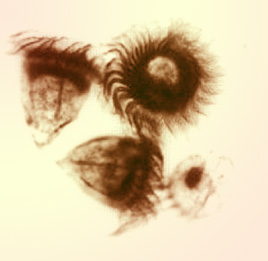 Strobilidium