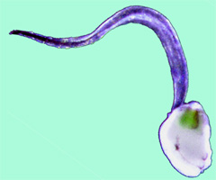 Oikopleura