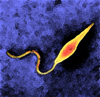 Leishmania
