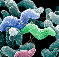 Campylobacter