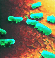 Salmonella