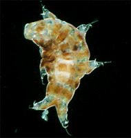 Ramazzottius