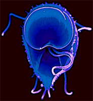 Giardia