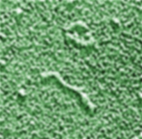 Pospiviroid