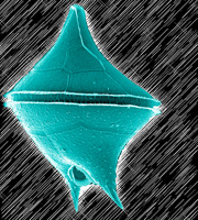 Protoperidinium