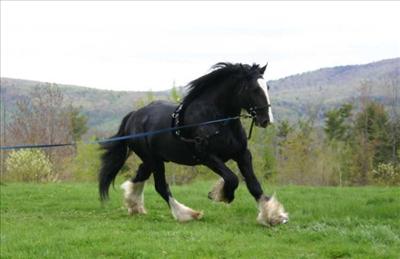 Shire Horse