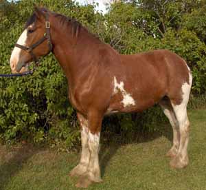 Clydsdale Horse