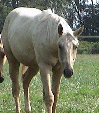 Palomino Horse