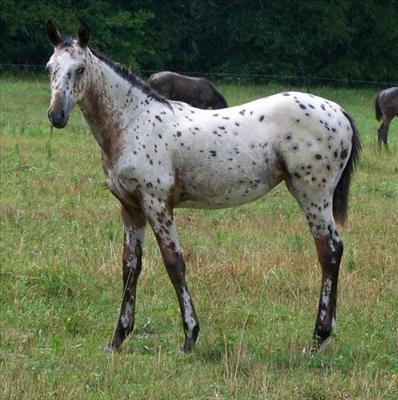 Appaloosa Bay