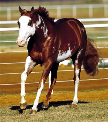 Overo Paint Horse