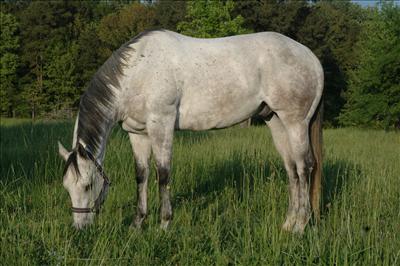 Grey Horse