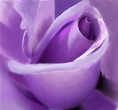 Lavender Rose