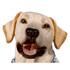 Happy dog