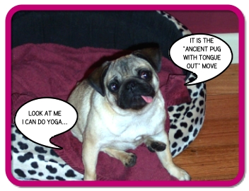 pug doing yoga