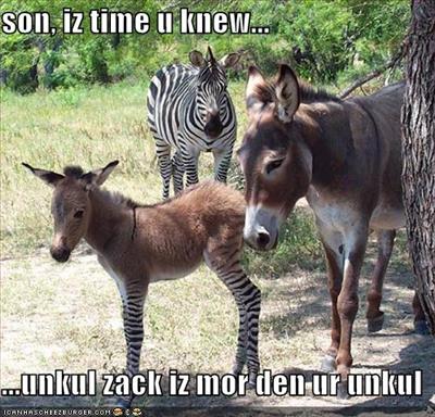 zebra and donkey
